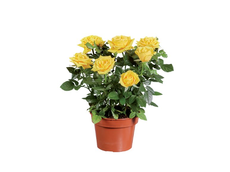 Rose Xl