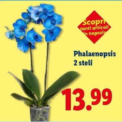 Tantì - Phalaenopsis 2 Steli