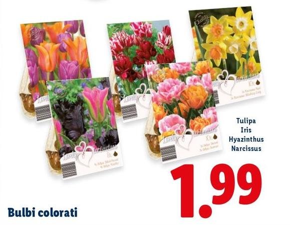 Bulbi Colorati