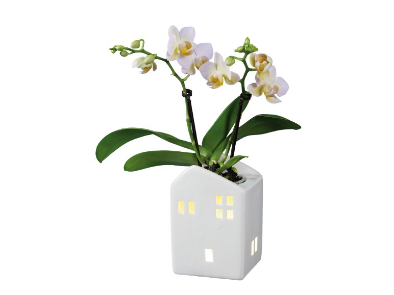 Phalaenopsis Mini