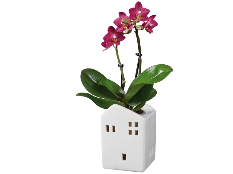 Phalaenopsis Mini