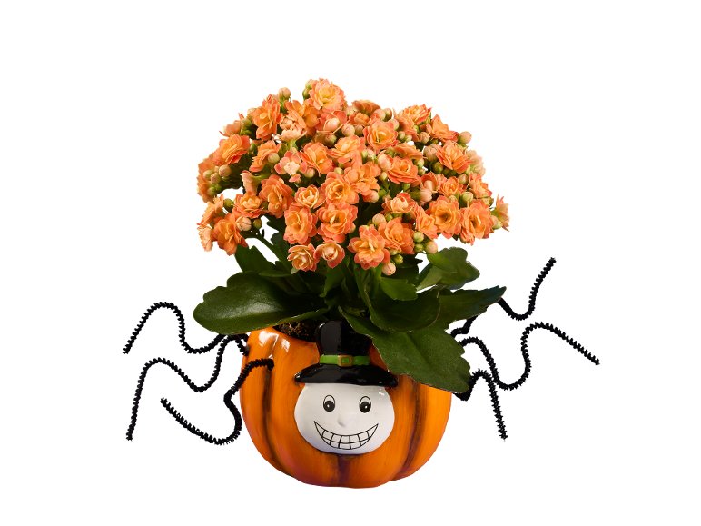 Kalanchoe Halloween