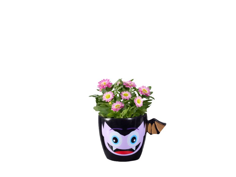Piante fiorite in vaso di Halloween