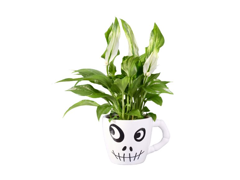 Piante fiorite in vaso di Halloween