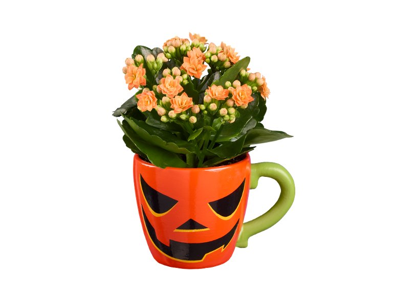Piante fiorite in vaso di Halloween