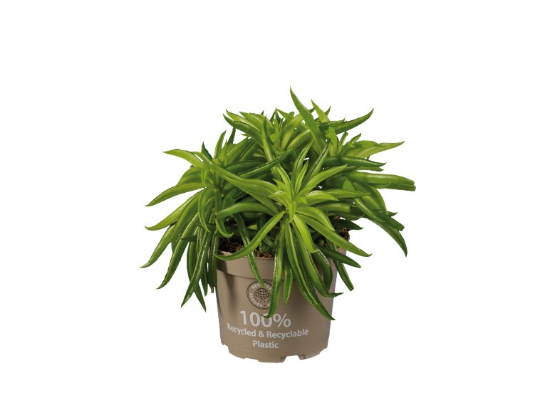 Peperomia mix