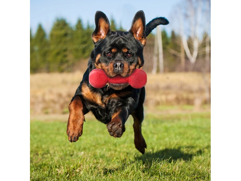 Gioco per cani