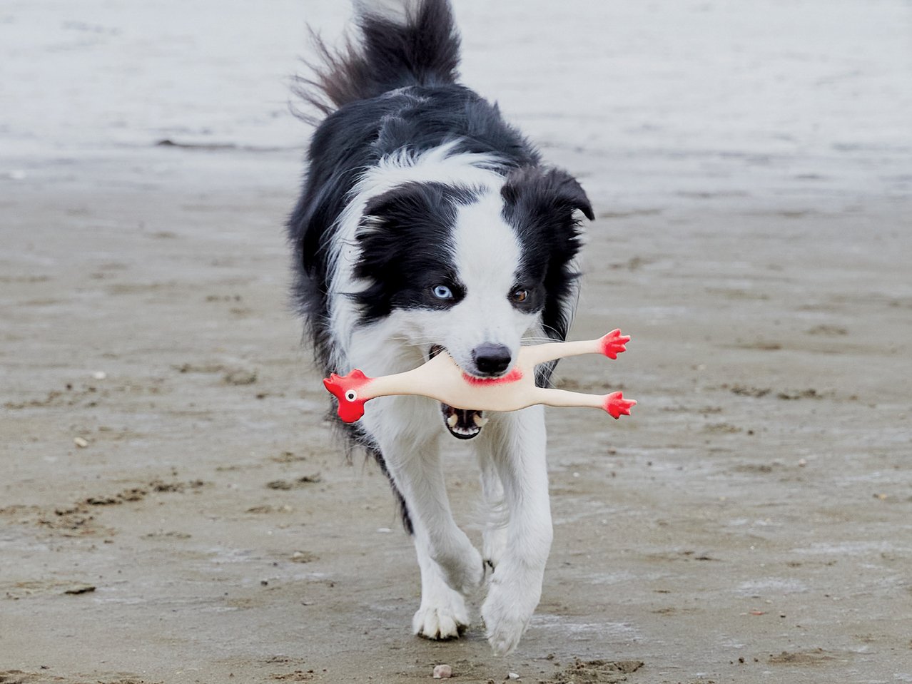 Gioco per cani