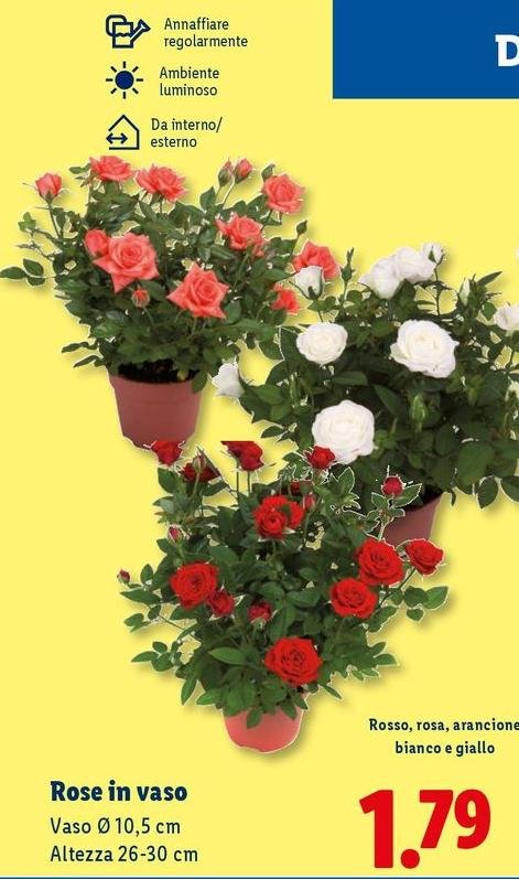 Rose In Vaso