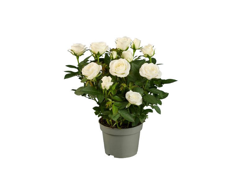 Rose In Vaso