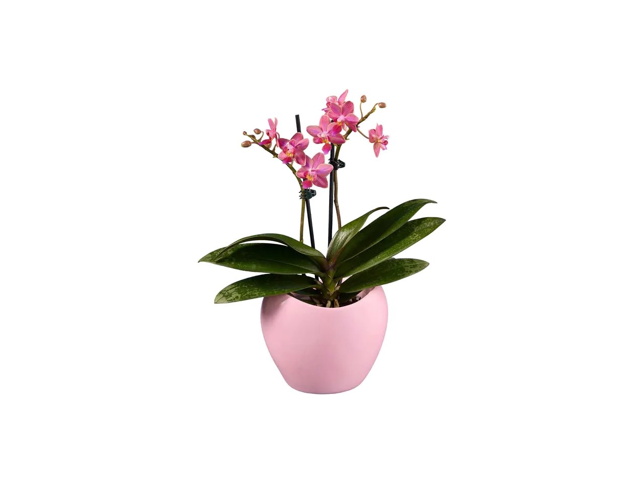 Mini Phalaenopsis