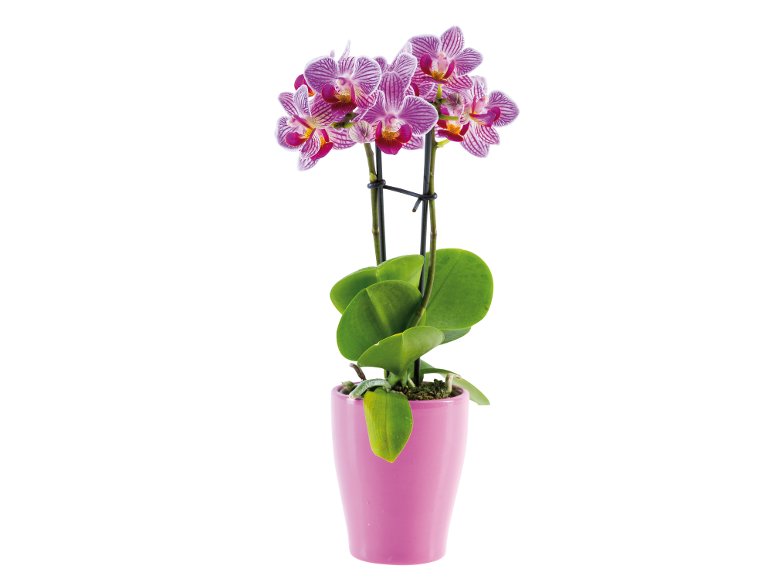 Mini Phalaenopsis