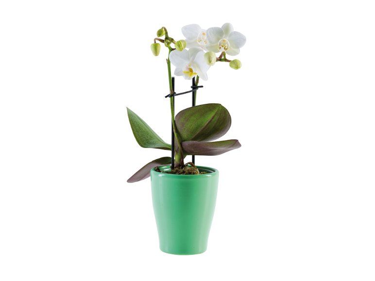 Mini Phalaenopsis