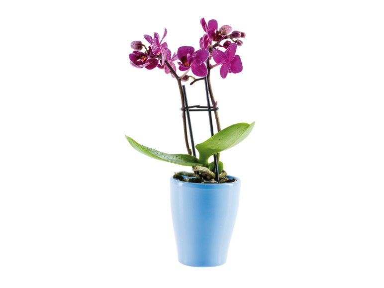 Mini Phalaenopsis