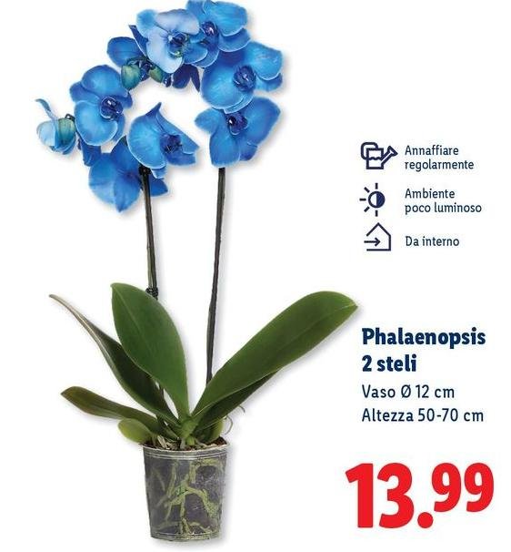 Phalaenopsis 2 Steli