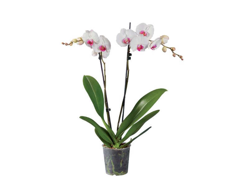 Phalaenopsis 2 steli