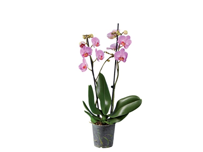 Phalaenopsis 2 steli