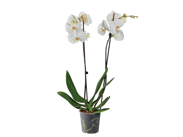 Phalaenopsis 2 steli
