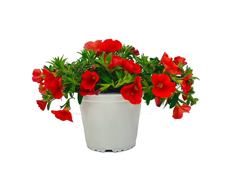 Piantine Fiorite