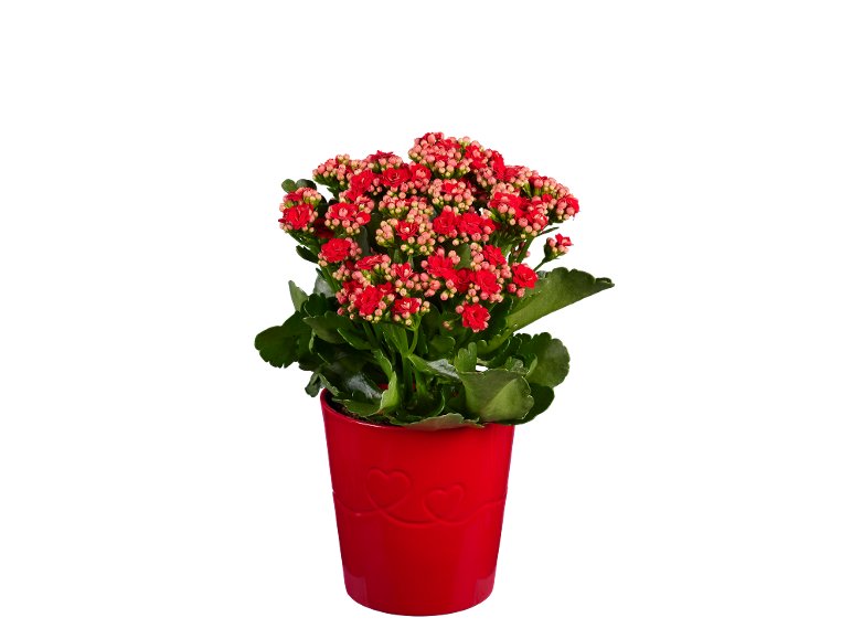 Rose O Kalanchoe