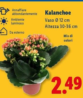 Kalanchoe