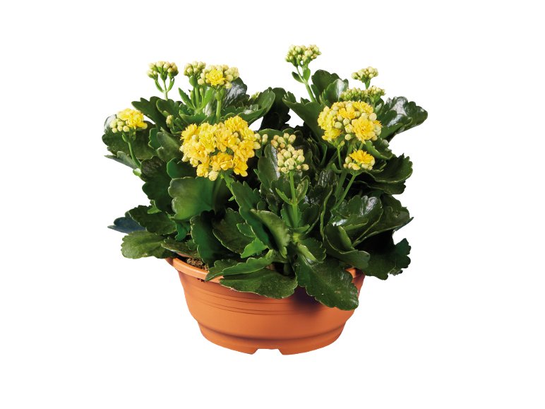 Kalanchoe