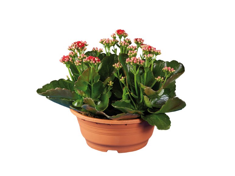 Kalanchoe
