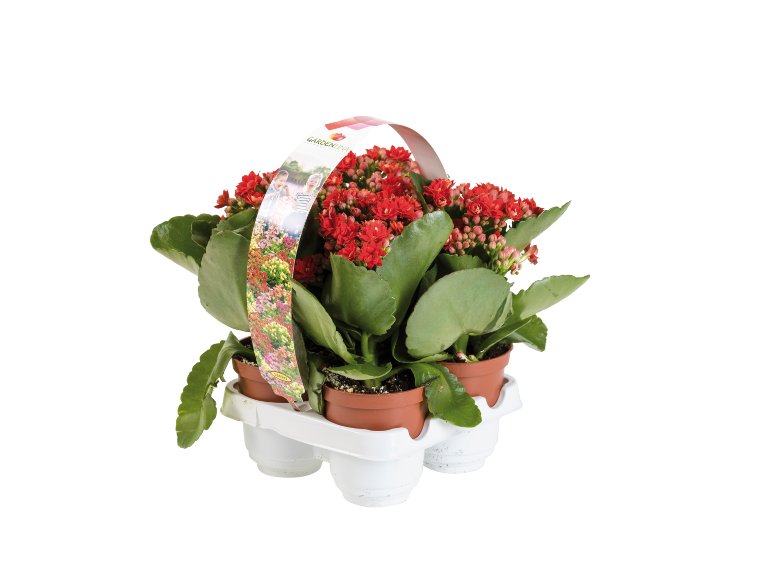 Kalanchoe